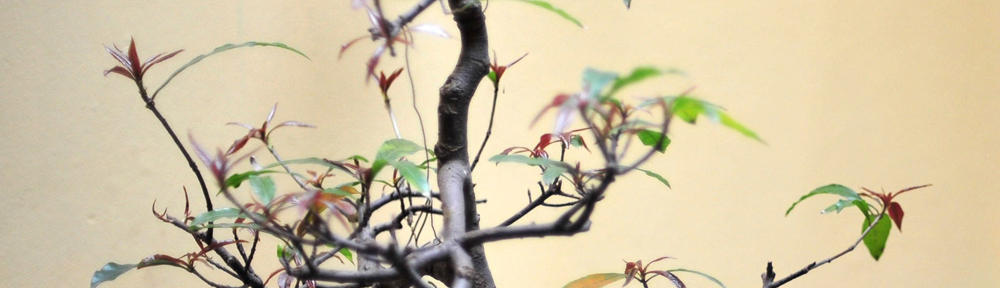 OSCAR Dance Academy ONLINE